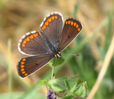 Brown Argus - Aricia agestis - Po Delta