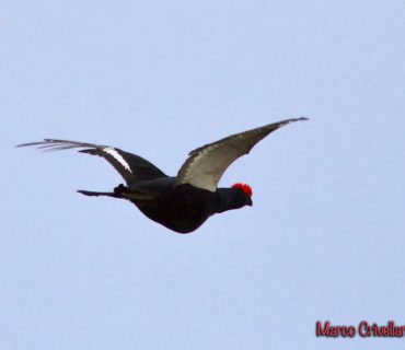 Black Grouse