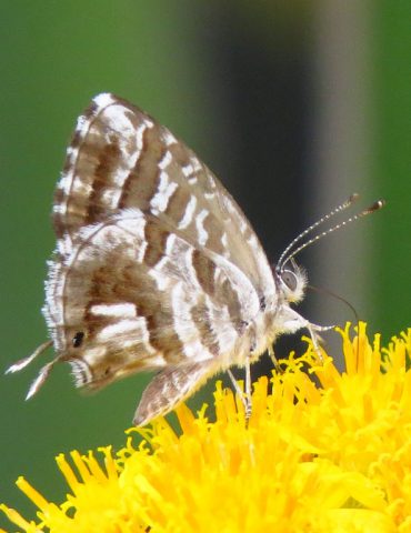 Geranium Bronze - Cacyreus marshalli - Po Delta