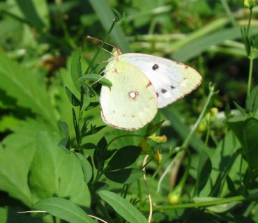 Clouded Yellow f. helice - Colias crocea f. helice - Euganean Hills