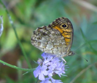 Wall brown - Lasiommata megera - Po Delta